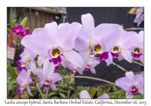 Laelia anceps hybrid