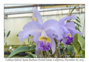 Cattleya hybrid