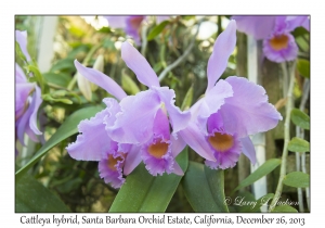 Cattleya hybrid