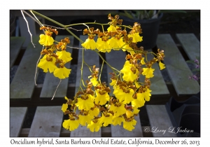 Oncidium hybrid