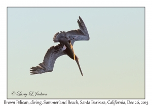 Brown Pelican