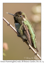 Anna's Hummingbird