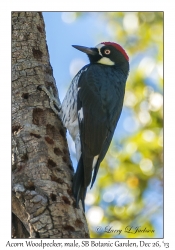 Acorn Woodpecker, male