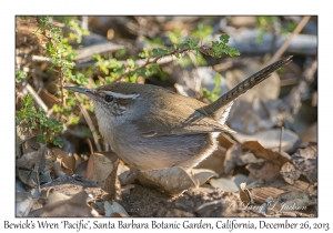 Bewick's Wren