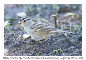 White-crowned Sparrow