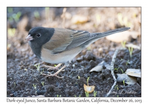 Dark-eyed Junco