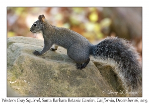 Western Gray Squirrel