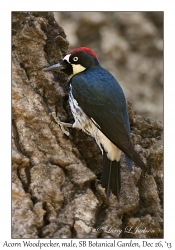 Acorn Woodpecker, male