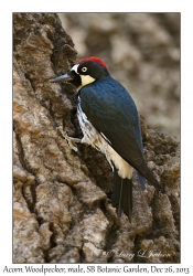 Acorn Woodpecker, male