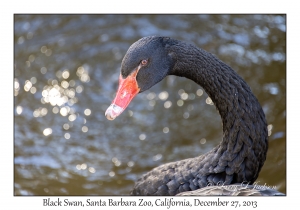 Black Swan