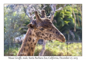 Masai Giraffe, male