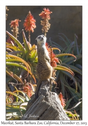 Meerkat