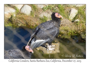 California Condors