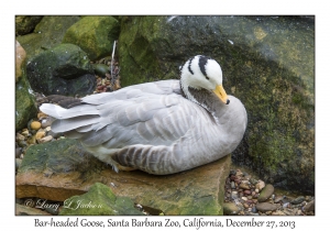 Bar-headed Goose