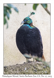 Himalayan Monal