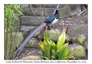 Lady Amherst's Pheasant