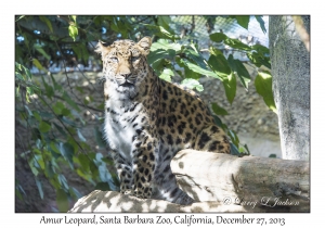 Amur Leopard