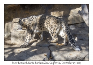 Snow Leopard