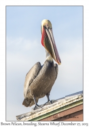 Brown Pelican