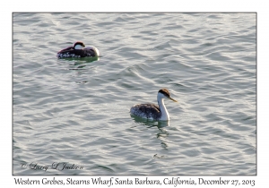 Western Grebes