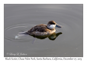 Black Scoter