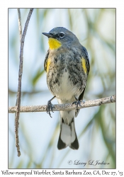 Yellow-rumped Warbler