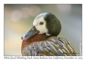 White-faced Whistling Duck