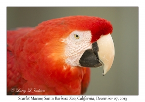 Scarlet Macaw