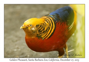 Golden Pheasant