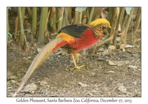 Golden Pheasant