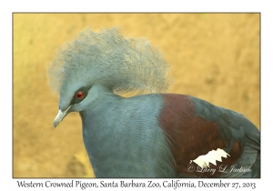 Western Crowned Pigeon