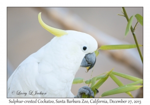 Sulphur-crested Cockatoo