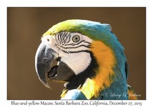 Blue-and-Yellow Macaw