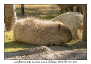 Capybara