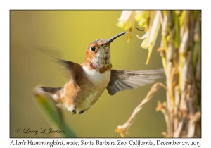 Allen's Hummingbird, male