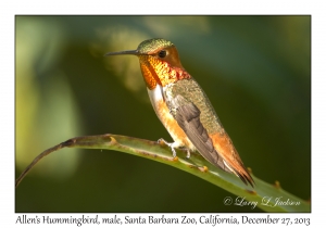 Allen's Hummingbird, male