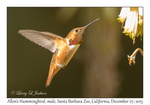 Allen's Hummingbird, male