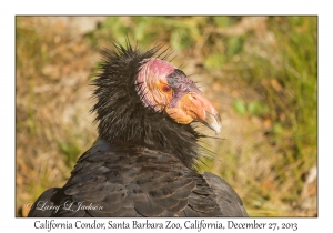 California Condor