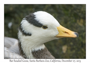 Bar-headed Goose