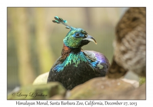 Himalayan Monal