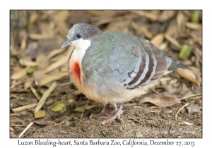 Luzon Bleeding-heart