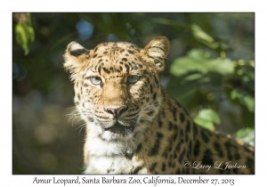 Amur Leopard