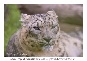 Snow Leopard