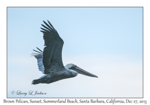 Brown Pelican