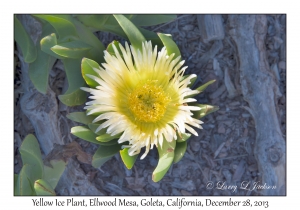 Yellow Ice Plant