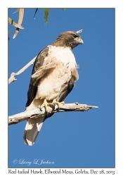 Red-tailed Hawk