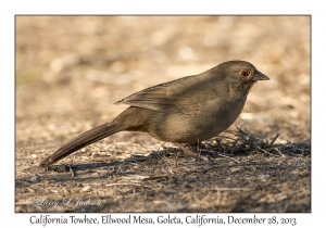 California Towhee