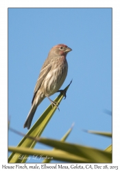 House Finch, male