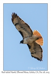 Red-tailed Hawk