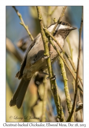 Chestnut-backed Chickadee